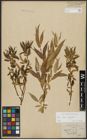 Foto von Salix alba L. x Salix fragilis L.